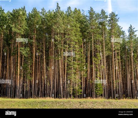 Tall Pines Hi Res Stock Photography And Images Alamy