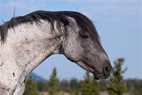 Pinned Ears Horses Wild Horses Mustangs Mustang Horse