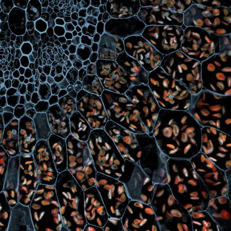 Spectacular Microscopic Art Is Also World Changing Science Wired