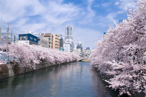 Top 10 Best Cherry Blossoms Sakura Viewing Spots In Yokohama Jtbusa