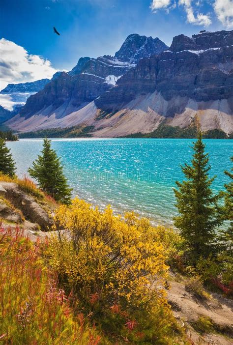 Bow Lake In Banff National Park Stock Photo Image Of Conifer Shore