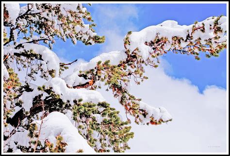 Snow Covered Evergreen Tree Photograph By A Macarthur Gurmankin