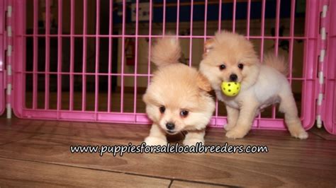 Puppies For Sale Local Breeders Gorgeous Pomeranian Puppies For Sale