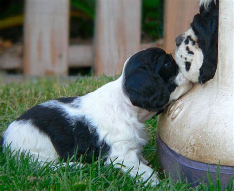 Includes details of puppies for sale from registered ankc breeders. Cocker Spaniel Puppy picture | Puppy pictures, Spaniel puppies, Cocker spaniel puppies