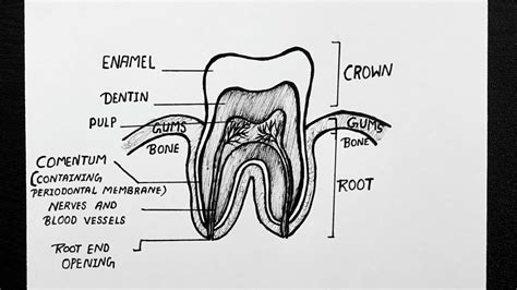 [diagram] simple diagram of tooth mydiagram online