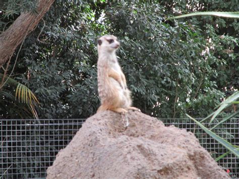 Meerkat At The San Diego Zoo Safari Park By Kylgrv On Deviantart