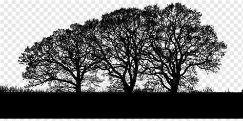 Forest Trees Silhouette Branches Landscape Nature Green Ecology