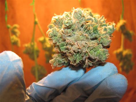 How to Cure Your Marijuana Buds | Growing Tips | Beaver Seeds