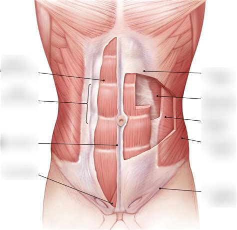 Anterior Abdominal Wall Muscles Diagram Quizlet