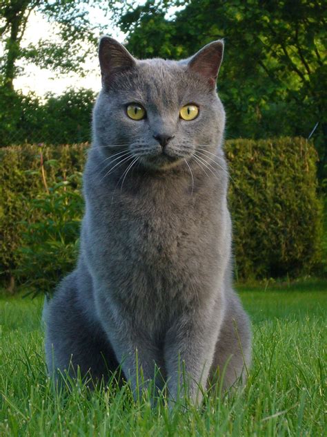 Jules Le Chartreux Grey Cat Breeds Chartreux Cat Cat Breeds
