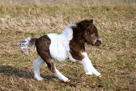 Pin On Pony Foals Just For Ponies