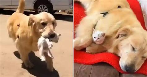 Stray Kitten And Sweet Golden Retriever Become Inseparable Friends