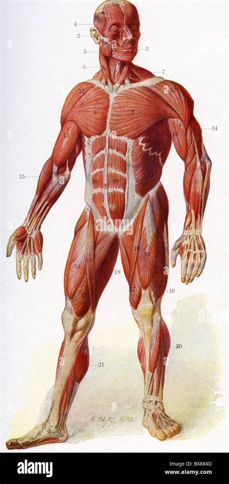 medizin anatomie muskeln muskulatur des menschlichen körpers vorderseite chart