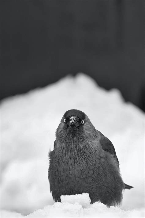 Black And Gray Bird On Snow Covered Ground Photo Free Image On Unsplash