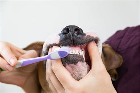 Dog Gums Bleeding When Brushing Northgate Vet