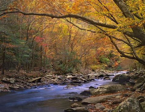 Little River Flowing Through Autumn Forest Great Smoky Mountains