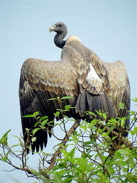 Raptor World 7 Largest Vultures In The World Whatdewhat