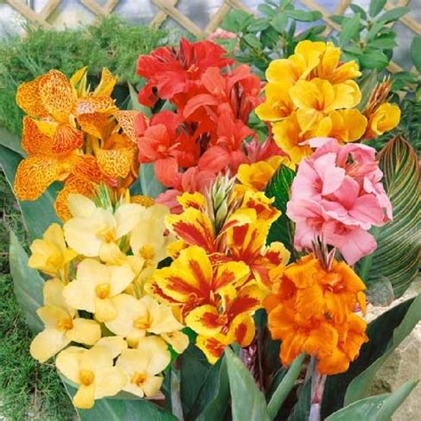 Grow canna lily bulbs with success this summer! Canna Lily Bulbs - Dwarf Mix