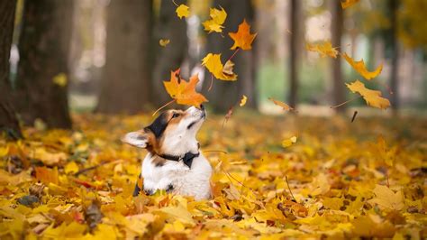 Fall Dog Wallpapers Top Free Fall Dog Backgrounds Wallpaperaccess