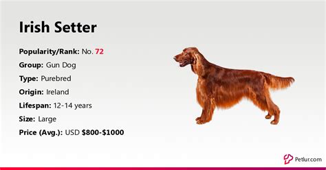 Irish Setter Dog Breed Info Size Price Height Petlur