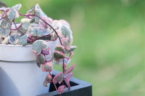 We did not find results for: String Of Hearts Plant Care (Ceropegia woodii) - Smart ...