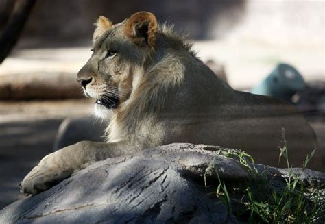 Young Lion At Reid Park Zoo Dies