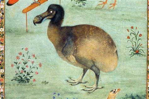 The Tragic Tale Of The Dodo Bird 10 Facts About How Human Interference