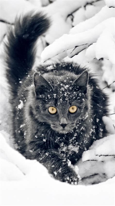 Black Cat In Snow Wallpaper Free Iphone Wallpapers