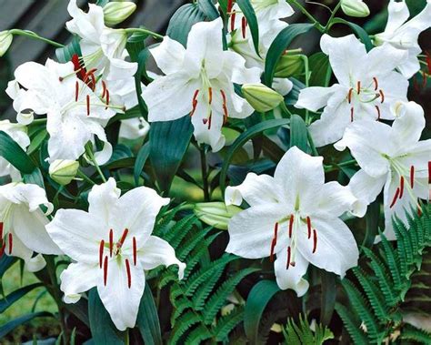 Oriental Lily Casa Blanca Bluestone Perennials Oriental Lily