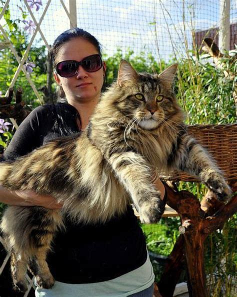 About Our Kittens Maine Coon Kittens For Sale Seattle Wa