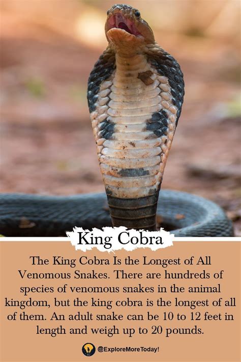 Amazing Facts About King Cobra Fun Facts King Cobra Life Facts