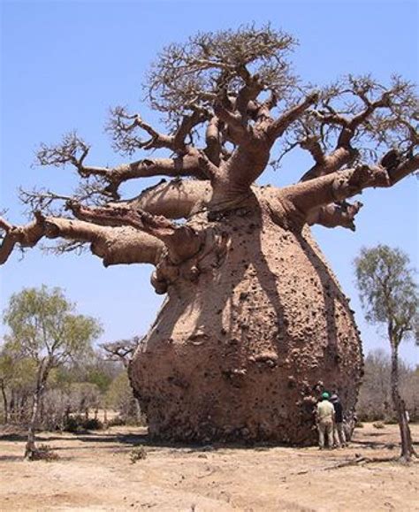 Pin By Marlene Smith On Trees In 2020 Baobab Tree Boabab Tree