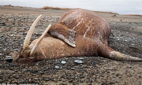 Two Tonne Walruses Climbing And Falling Off Cliffs As A Result Of