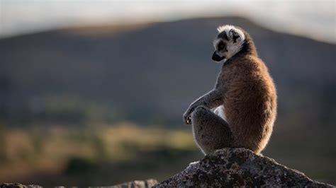 Beste plekken om de lemuren van madagaskar te zien: Madagascar Safaris - Natural World Safaris