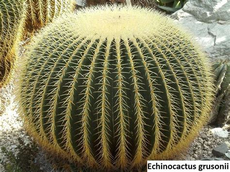 Echinocactus Grusonii Golden Barrel Cactus 10 Seeds Unusualseeds