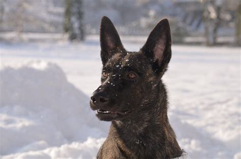 The 11 Best Police Dog Breeds With Pictures Hepper