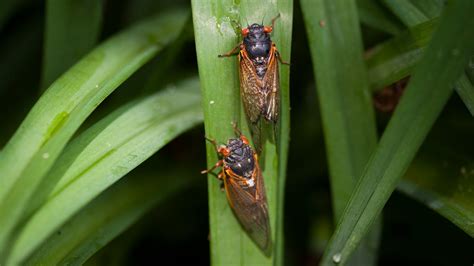 Cicadas 2020 After 17 Years Underground The Insects Are Back In The