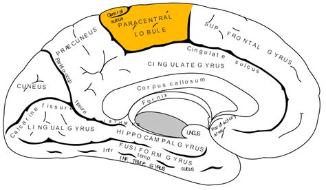 Like other sensory areas, there is a map of sensory space in this location. Week 35 Tue Surface Features of the Brain at Indiana ...
