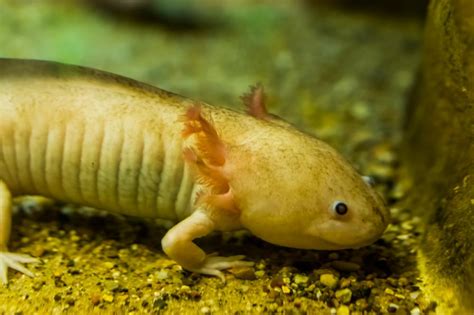 The species originates from lakes xochimilco and chalco underlying mexico. 419 Cute and Funny Axolotl Names - Animal Hype