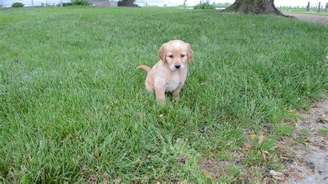 Now that you've made the important decision to welcome a new puppy into your family, finding out where. Maddie- Golden Retriever -Family Bred Puppies - YouTube