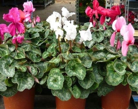 Vendita online piante da interno e fiorite , una vasta scelta con prezzi scontati del 70%! Pianta da interno - Piante appartamento - Caratteristiche ...