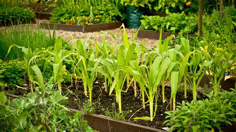How To Grow Sweet Corn A Guide To Planting Corn On The Cob Gardeningetc