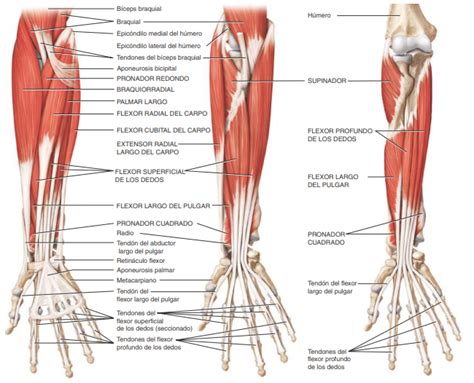 Sistema Muscular Origen Y InserciÓn Y AcciÓn De Los MÚsculos Cara