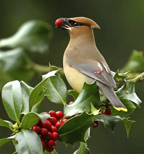 Holly Tree Facts That Gardeners Should Know Birds And Blooms