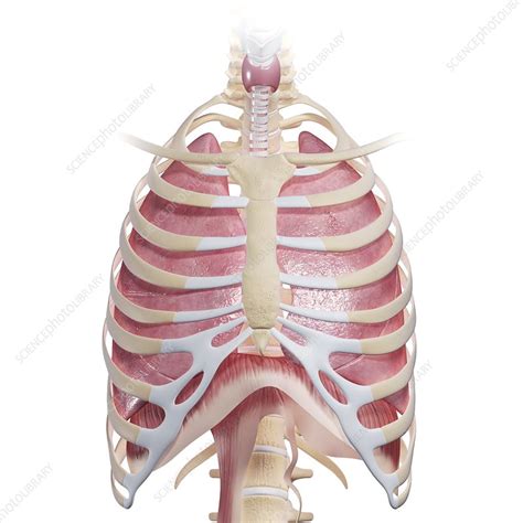Chest Anatomy Artwork Stock Image F0061278 Science Photo Library