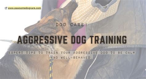 Aggressive Dog Training Tips Ourboox