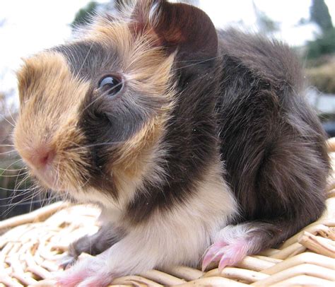 Das sheba mini yak ist eine australische rasse. Meerschweinchen Babys abzugeben in remagen | Tiere ...