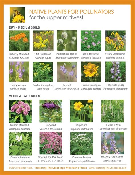 Pollinator And Native Plants For The Vegetable Garden Informácie