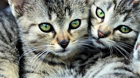 Cute Kitten Siblings Image Abyss