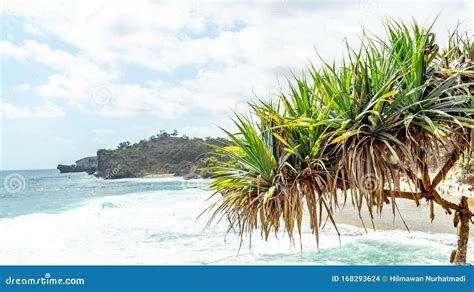 Pandanus Plant Grow In The Kukup Beach Gunung Kidul Yogyakarta Stock